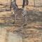 marlothpride - Marloth Park