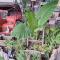 site paradis rue colibri