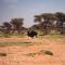 Bivouac Joudour Sahara