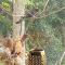 Cabane Tiny Tree House no4 - Beechmont