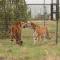Schrikkloof Private Nature Reserve, home of The Lions Foundation - Bela-Bela