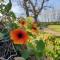 Escape to tranquility in the Cape Winelands - Wellington