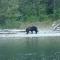 Foto: Bella Coola Grizzly Tours Cabins 43/151