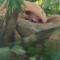 Cabinas Tropicales