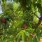 L'Bloom Country Cottage - Tulbagh