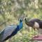 Eco Farm Camping 'de Waeldernis' - 德瓦尔