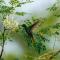 Rio Celeste Birds Garden, Aire Acondicionado, Comodidad