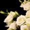 Hotel Roses