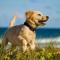 Sunburst Ocean View Condo at Nags Head Beach - كيل ديفيل هيلز