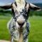 Fig Tree Farm B&B Highvale-Farmstay near Brisbane!