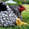 Fig Tree Farm B&B Highvale-Farmstay near Brisbane!