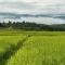 Northland Pai