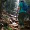 Rainforest River Edge