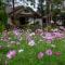 The Nest House - Paj