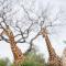 Serondella Safari Lodge - Rezervace Thornybush