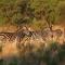 Schrikkloof Private Nature Reserve, home of The Lions Foundation