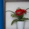 Tenerife Experience Hostel