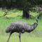 Halls Gap Cottages