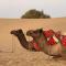 Desert Vista Camp Jaisalmer - Jaisalmer