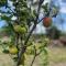 StayAU Farmstay escape Pastoral Fruit Picking