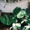 A Forest Homestay