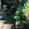 A Forest Homestay