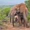 Kwandwe Private Game Reserve - Melton Manor