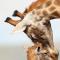 Kwandwe Private Game Reserve - Melton Manor
