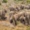 Kwandwe Private Game Reserve - Melton Manor