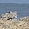 The West End Hermanus