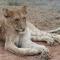 Masodini Game Lodge - Hoedspruit