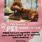 Riptide - Pet friendly outside WiFi