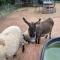 Tiny Town Paddy Garrett Place Ranch Animals by Vacation Your Way - Hico