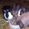 Familie Sattler