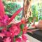 Charming house with private pool in Las Terrenas - Las Terrenas