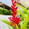 Ubud Apartments Praia do Frances