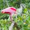 House of the Macaws - Tárcoles