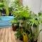 Old Quater Tropical House