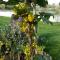 Gite Labradors De Bailly - Giverny - 圣皮埃尔拉吉尔