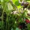 Gite Labradors De Bailly - Giverny - 圣皮埃尔拉吉尔