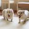 KAMENOI HOTEL SHIOBARA Dog Friendly Hotel