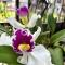 Bed2 Tropical Oasis Shared Bed Men only - ميامي