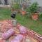 Ismayilli Guest House - İsmayıllı