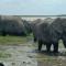 Amanya Star Bed Amboseli