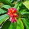 ONYX-- A Gem at DEE'S PEARL - Carriacou
