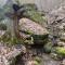 Restful River Cabin, Red River Gorge, KY, River Access & Views - Stanton
