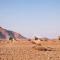 Desert Quiver Camp