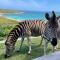 Zebra Views - Romansbaai Luxury Retreat