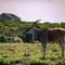 Zebra Views - Romansbaai Luxury Retreat - Goudiniweg