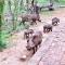 The Bush Hut